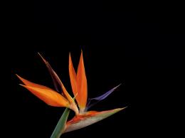 Bird of Paradise